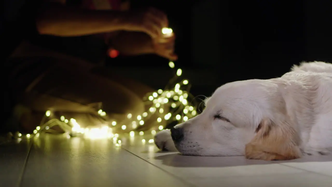 Side view of a sleeping dog in the background the owner is preparing garlands to decorate the house and the fireplace is burning Christmas and New Year's Eve