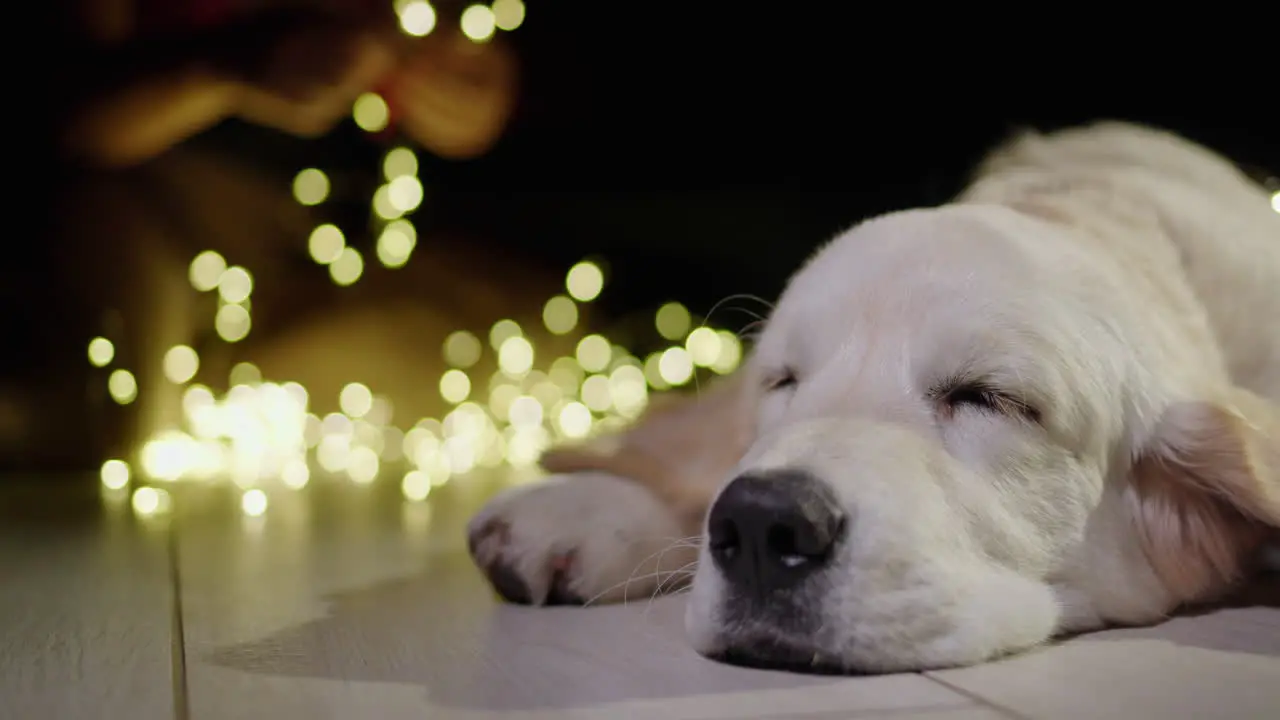 Portrait of a sleeping dog in the background the owner is preparing garlands to decorate the house and the fireplace is burning Christmas and New Year's Eve