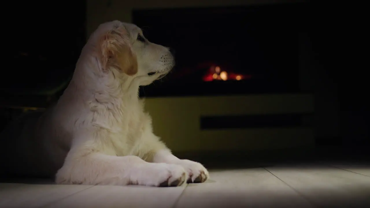 Golden retriever puppy receiving a Christmas present