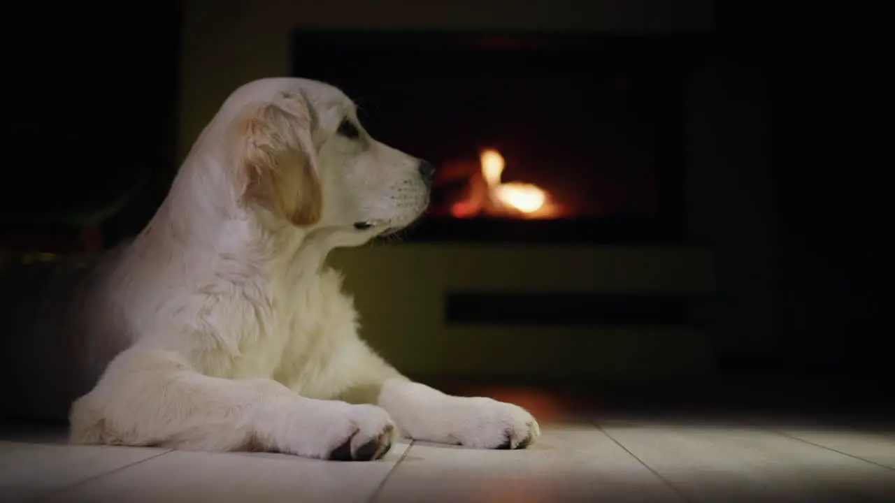 A cute golden retriever is given a box with a gift Christmas and pets