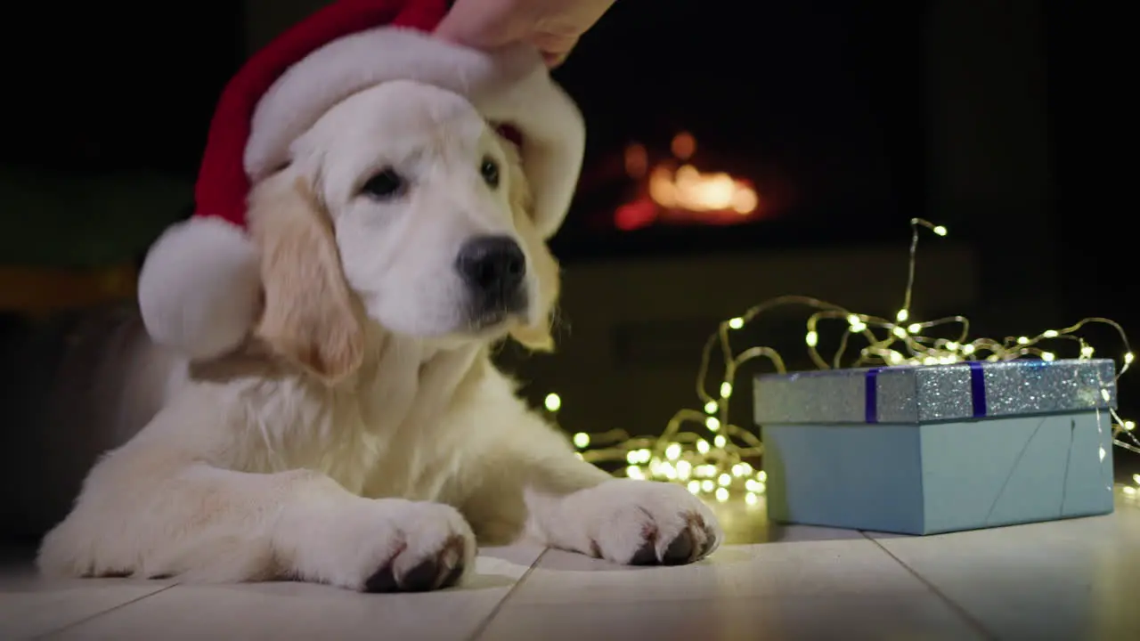 Portrait of a golden retriever in a New Year's hat near Christmas gifts There's a fireplace burning in the background