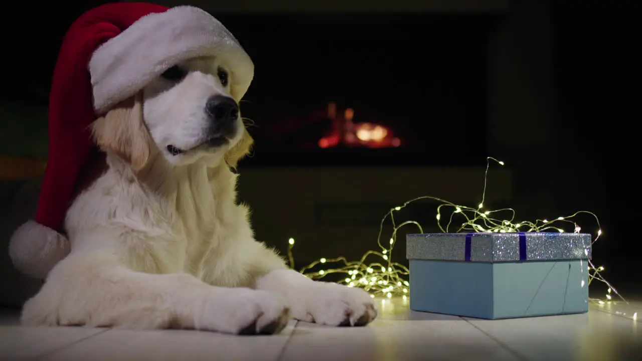 A dog in a festive cap near a box with a gift In the background there is a fire burning in the fireplace