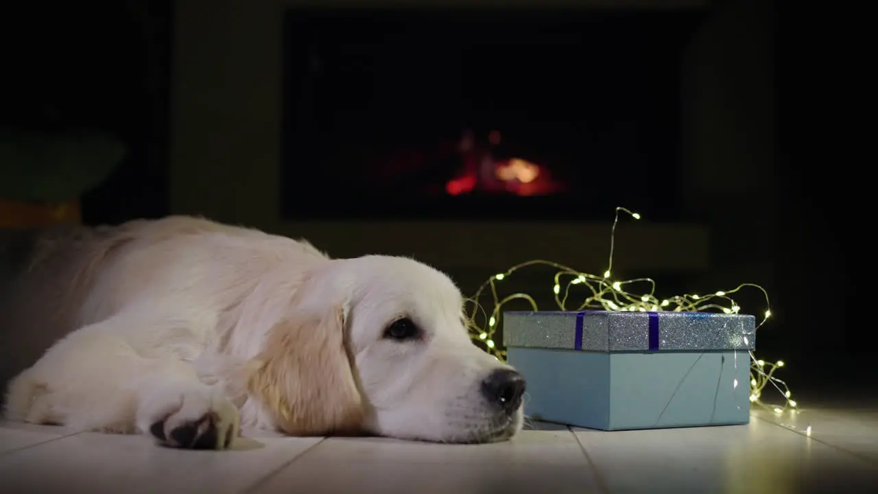 Woman putting a New Year's hat on her pet A golden retriever puppy lies near a Christmas present in front of a burning fireplace