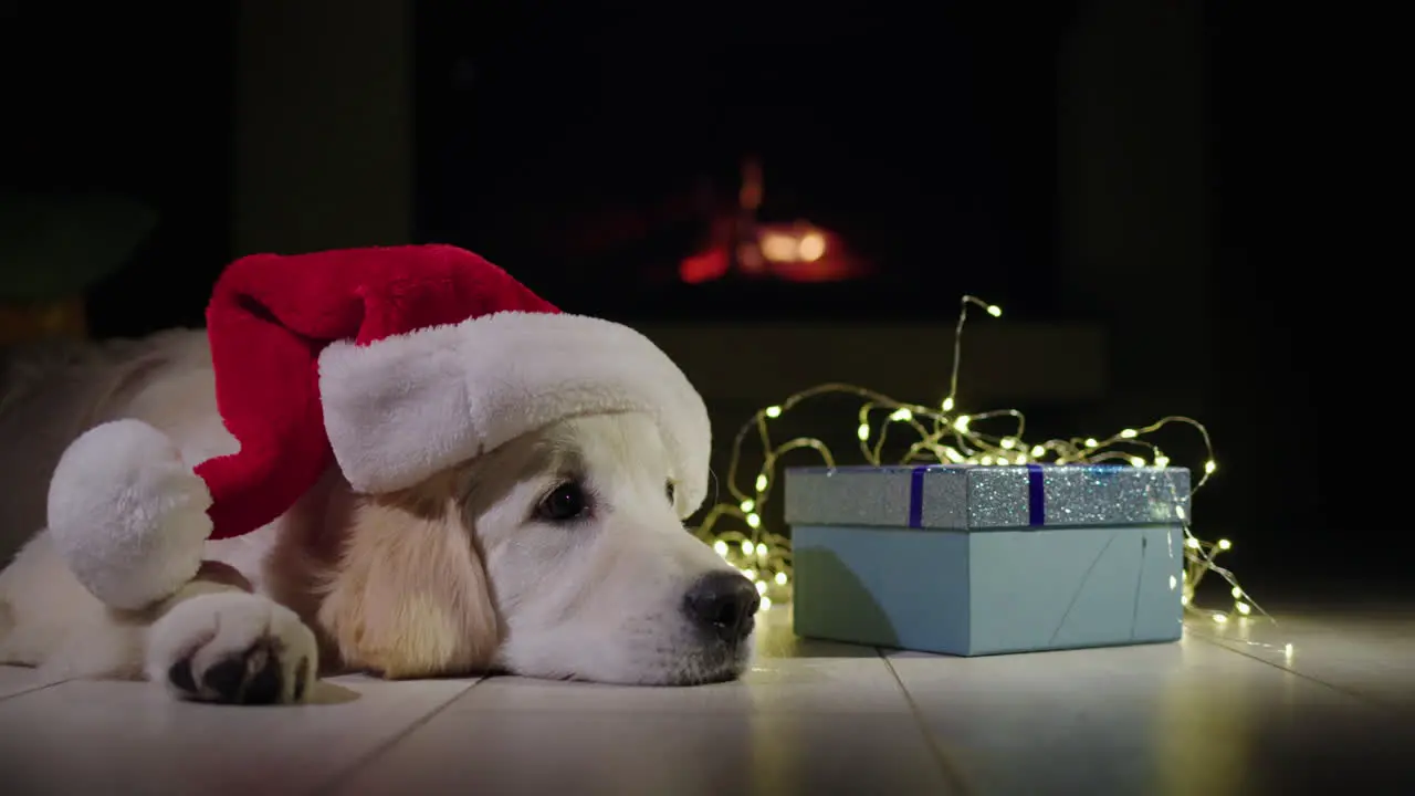 A dog in a New Year's hat lies near a box with a gift in the background there is a fire in the fireplace