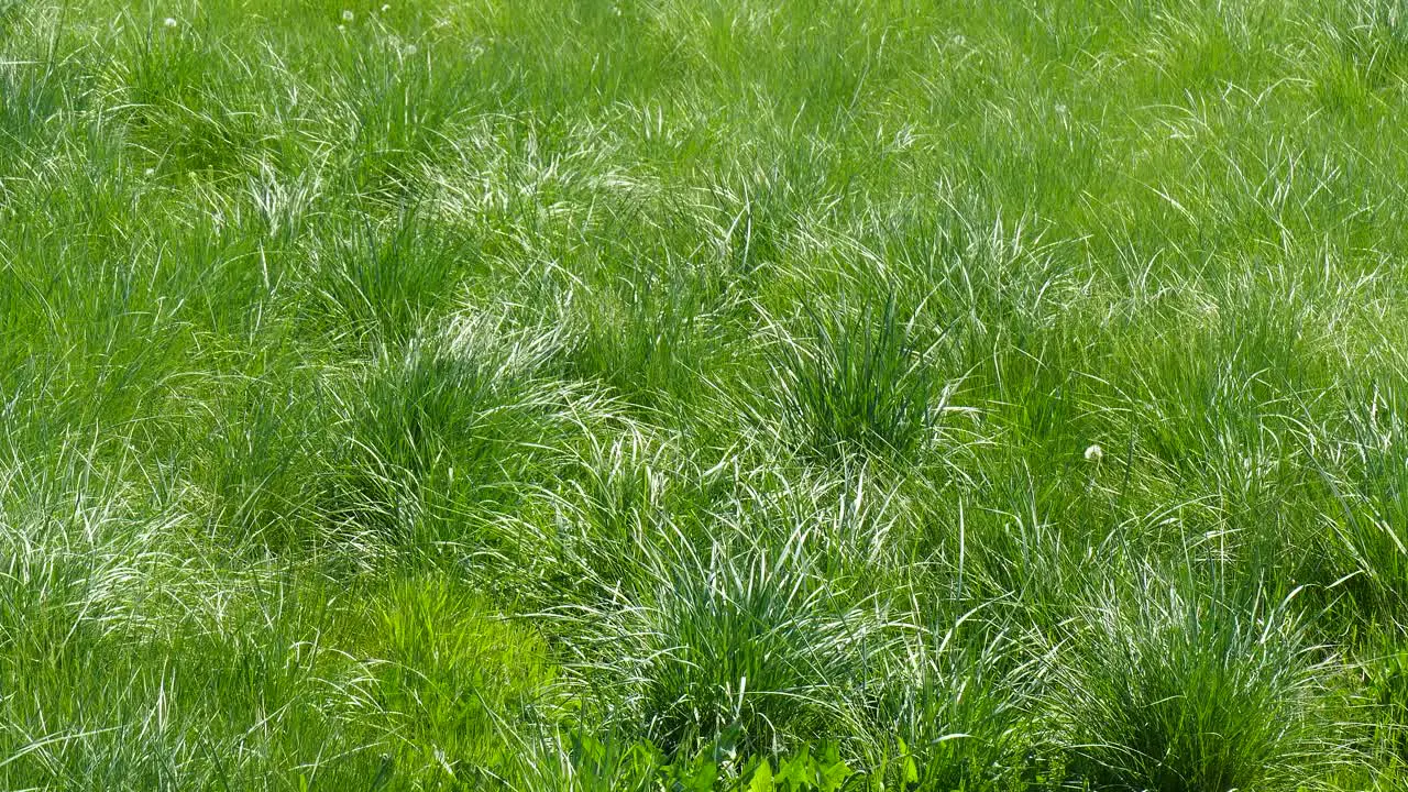 Lush meadow with lush grass