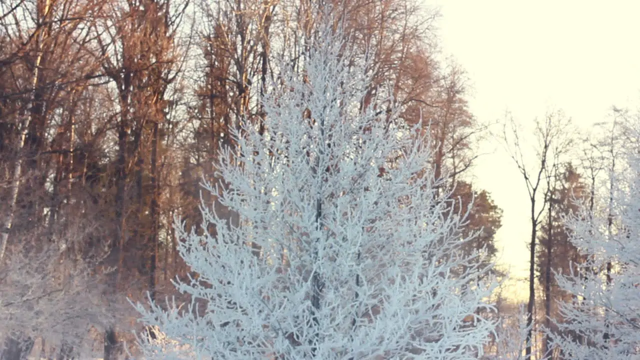 Snow covered tree in winter park Winter scene Snowy branches of tree in park