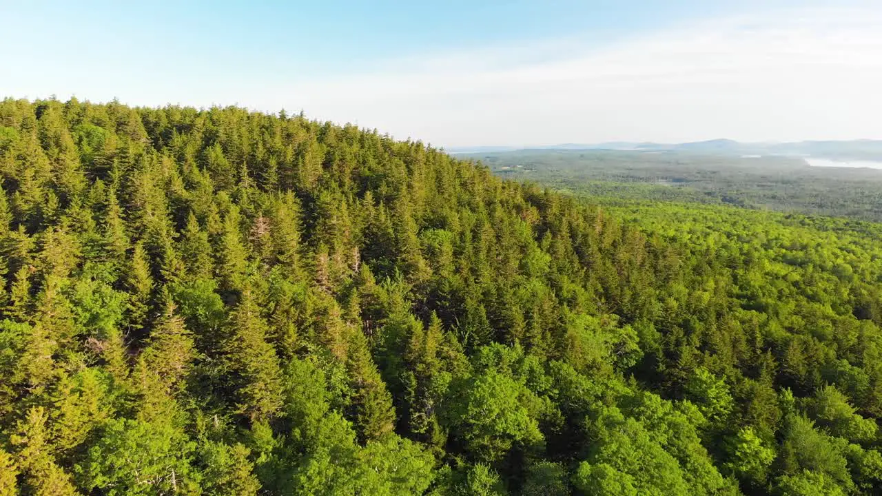 Birds eye view of trees in Knox County Maine USA