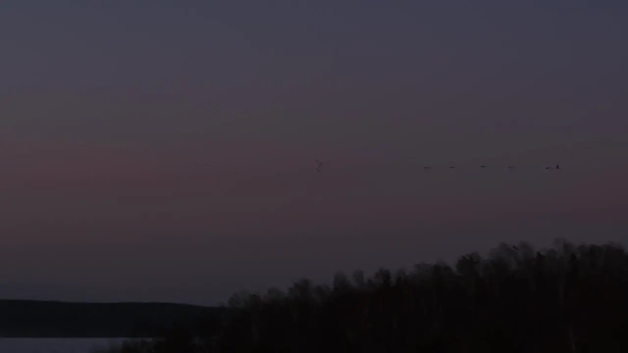 Aerial view of birds flying in the evening sky