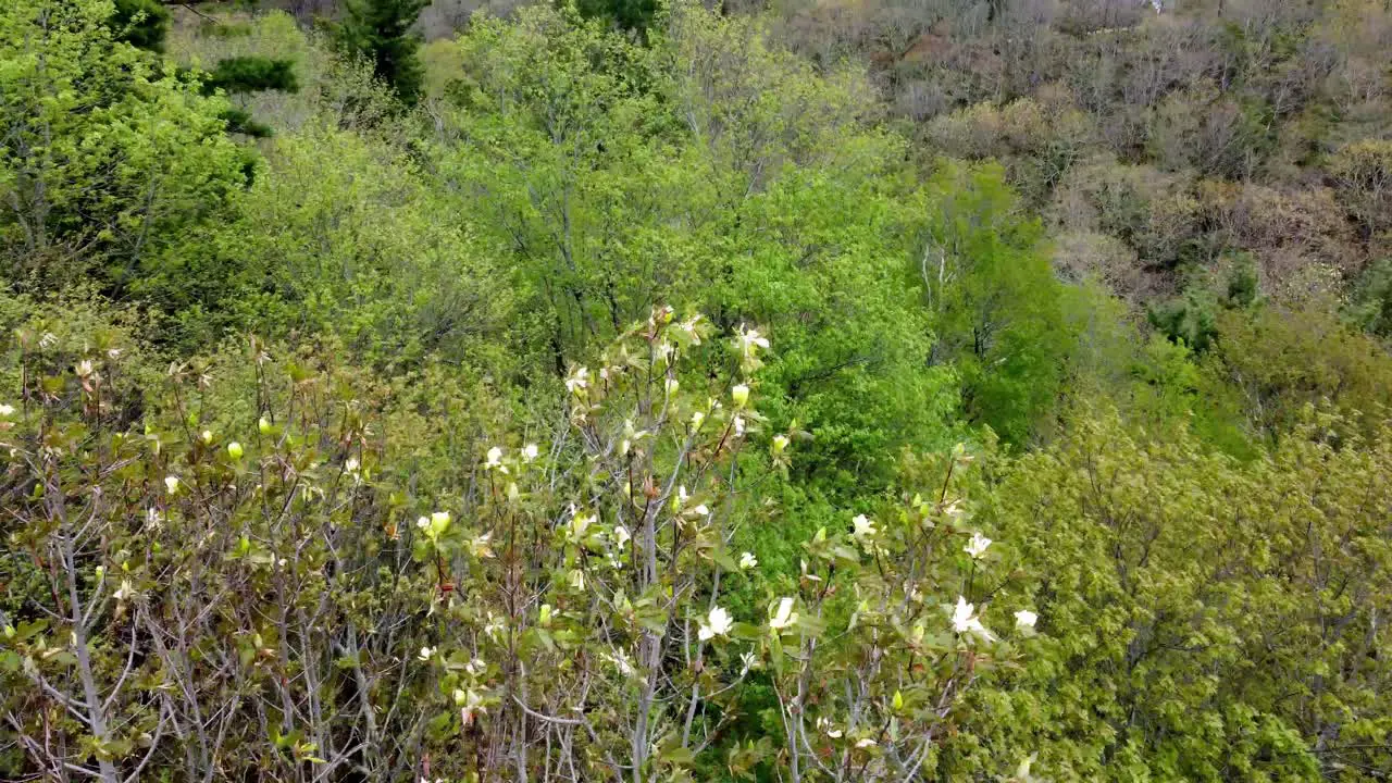 Fraseri Magnolia in the spring time blooming Blue Ridge Mountains