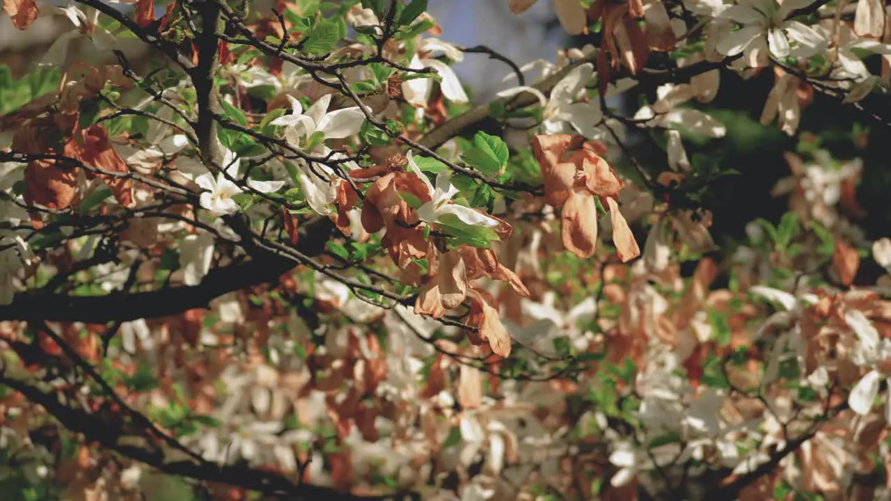 Close-up of colorful leaves and with flowers in a tree in a warm sunny light