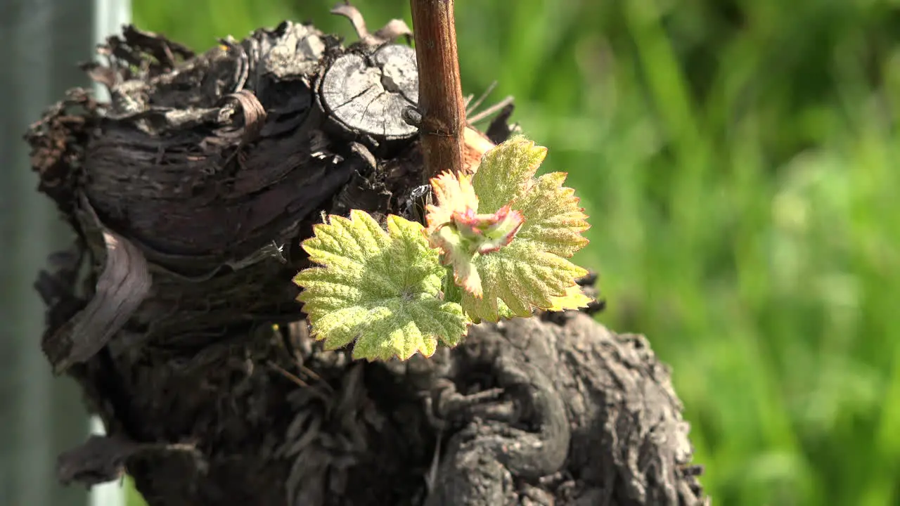 Young Grape Leaves By Vine Stalk