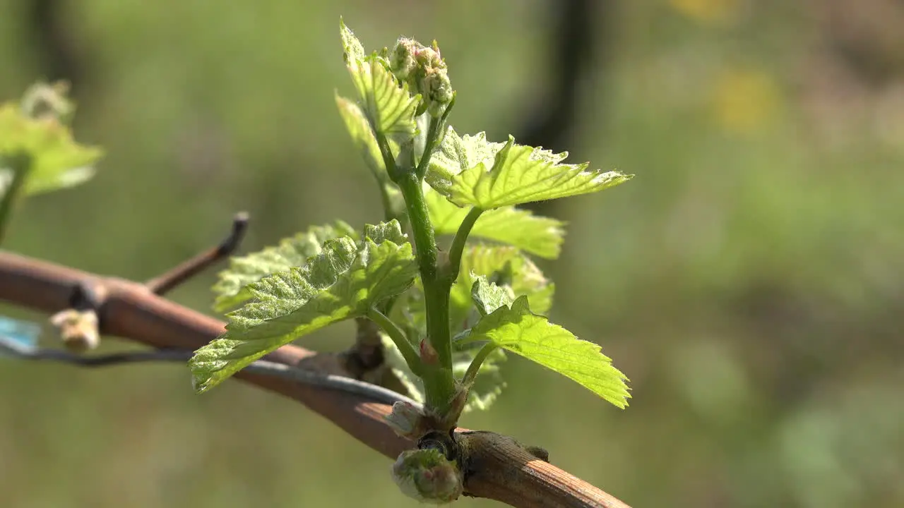 Young Wine Vine Leaves