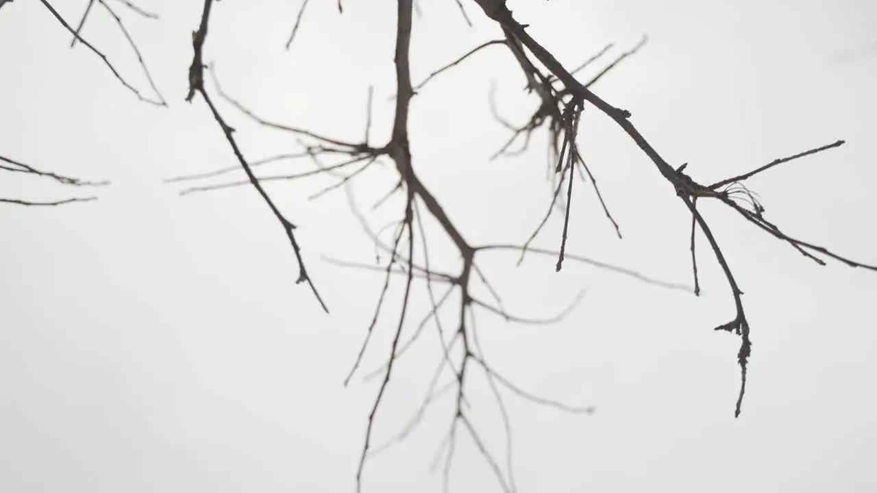 Bare tree branches with grey sky in background