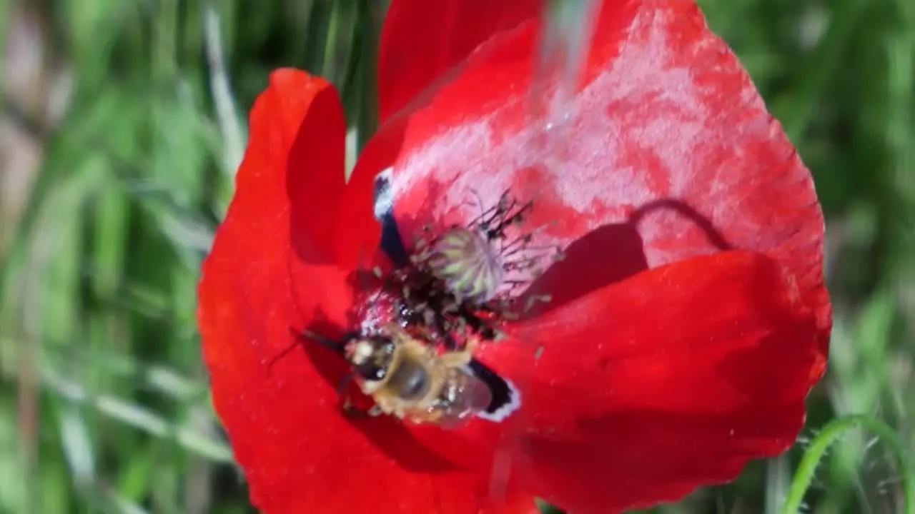 A foreground of a poppy with a bee inside