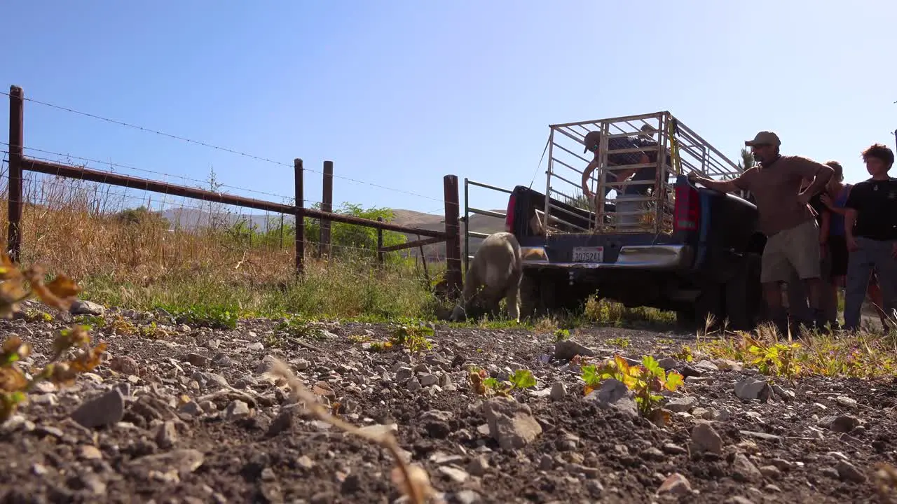 Ranchers Unload Sheep From The Back Of A Pickup Truck In This Classic Ranching Shot 1