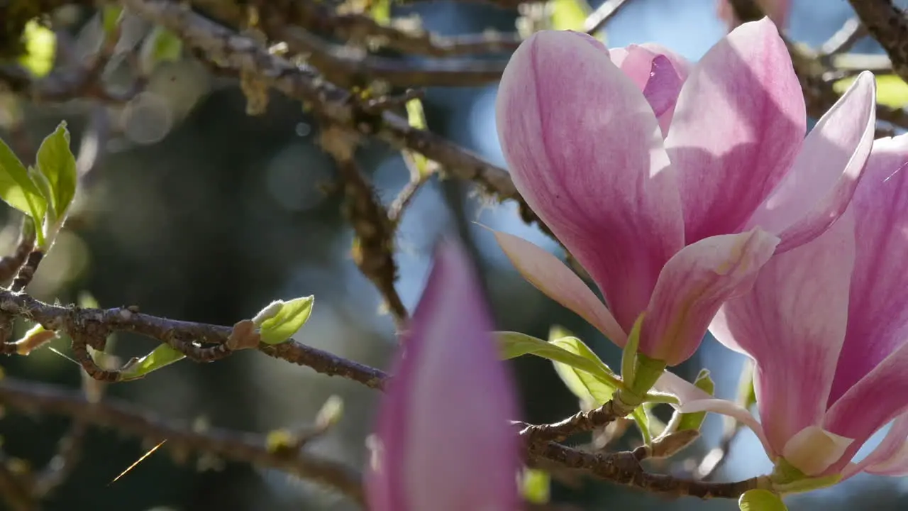 Flowers Pink Magnolia On Tree Pan