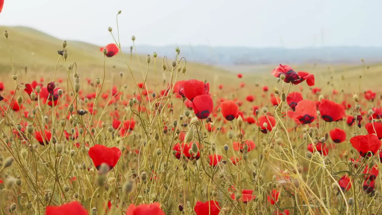 Poppy any of several flowering plants of the poppy family  especially species of the genus Papaver