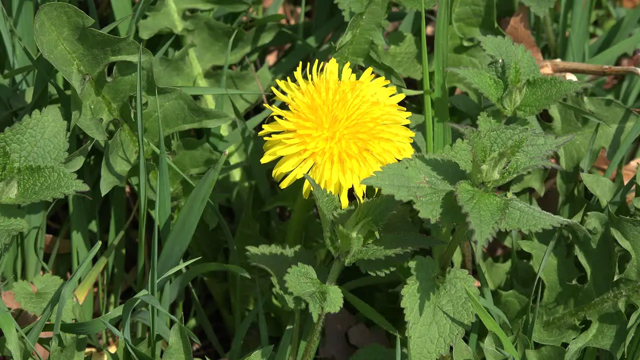 Nature Dandelion Detail