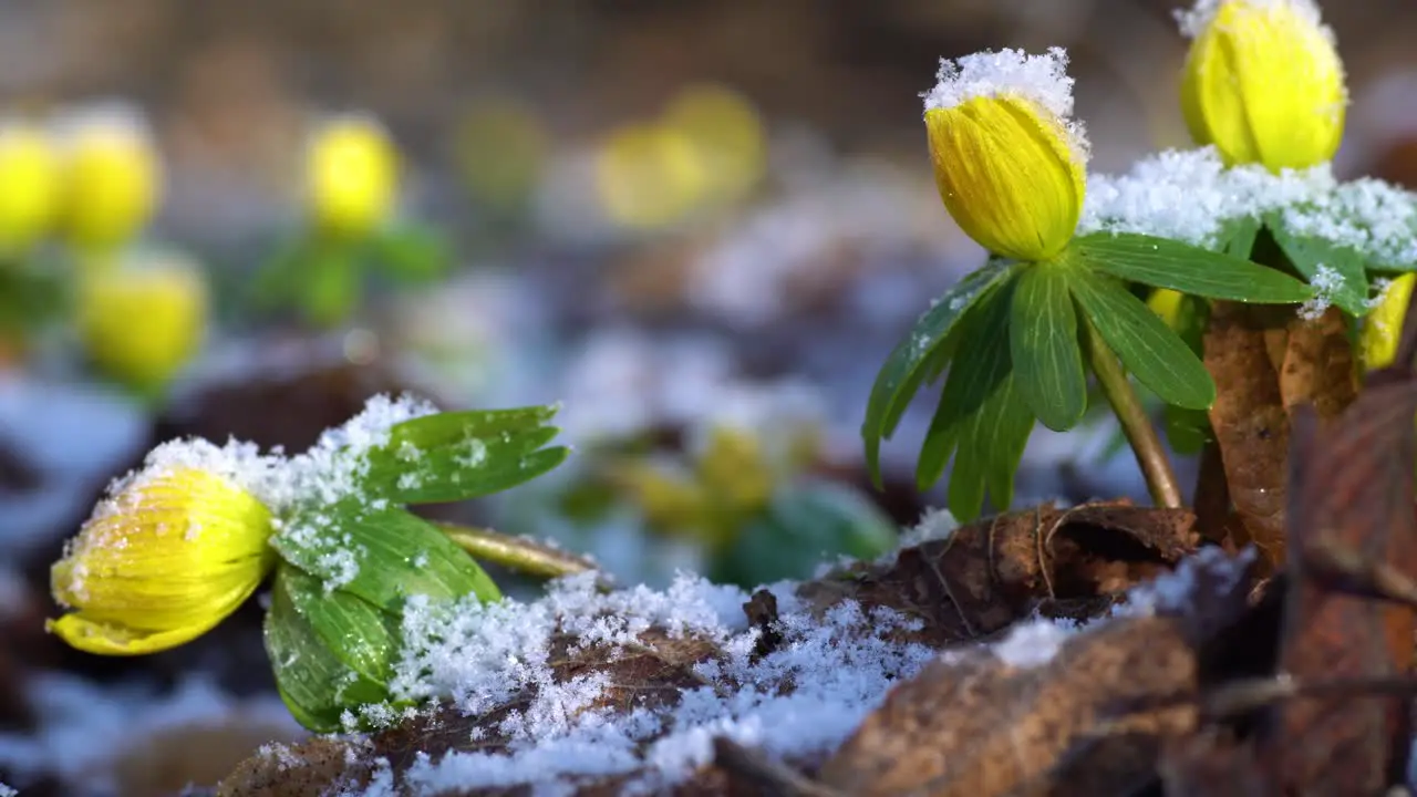 Winter aconites spring ephemeral plants blooming in late winter or early spring at the time of maximum sunlight reaching the forest floor even when there is still snow