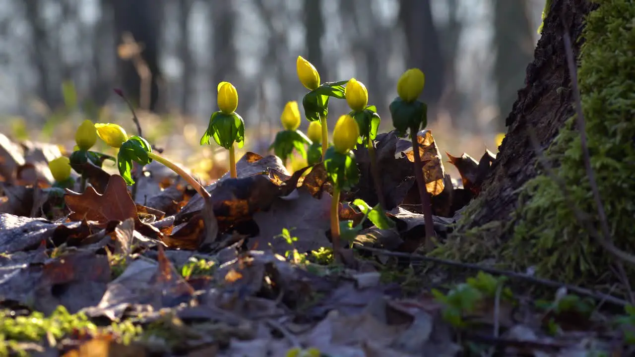 Pan around a group of yellow winter aconite flowers growing beside a tree and blooming early in the spring