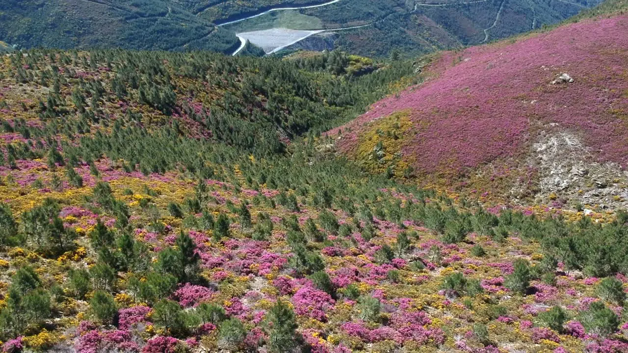 Aerial perspective of a flower-covered mountain in springtime colors