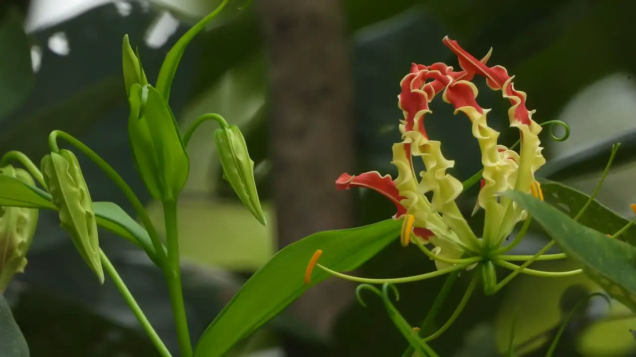 Beautiful tiger claw lily flower 