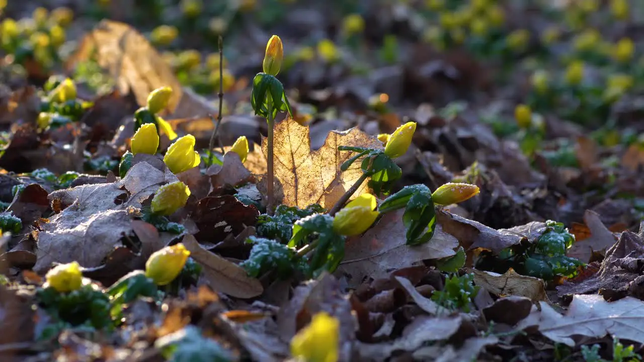 Chaotic forest floor with brown dead leaves and yellow alive winter aconite flowers on a frosty sunny morning