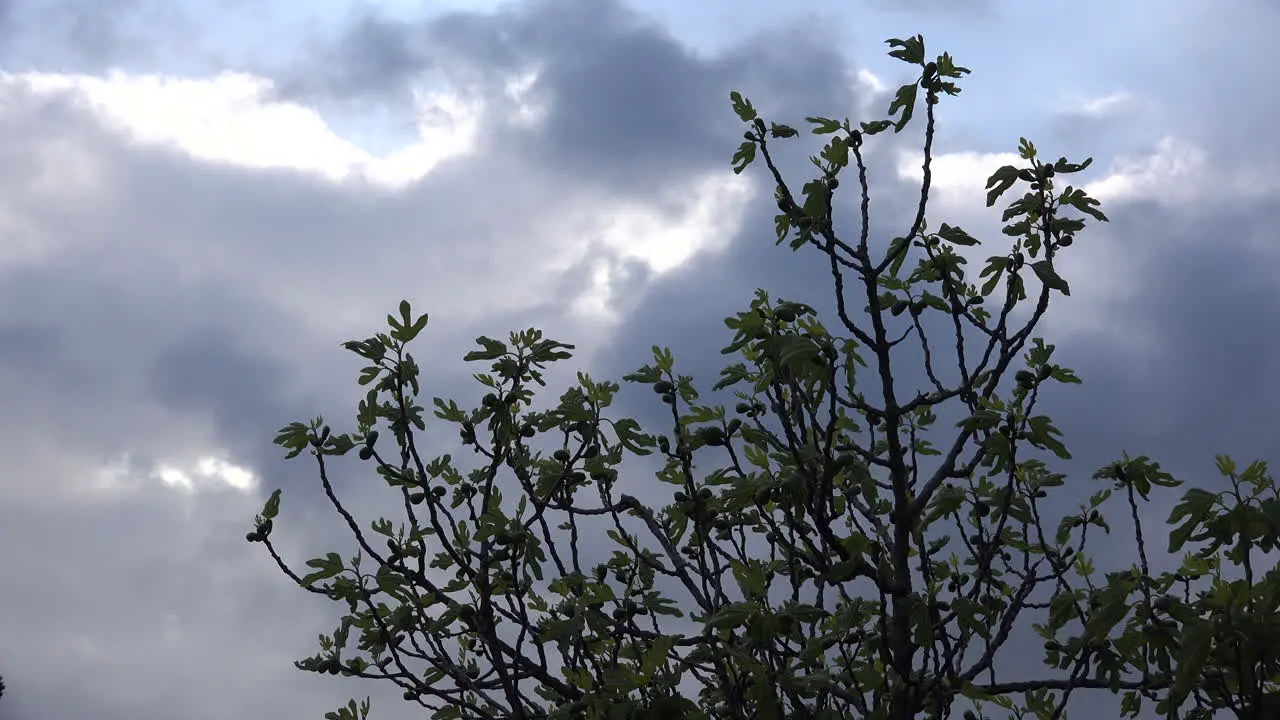 Fig Tree Leaves In Spring Against Threatening Clouds