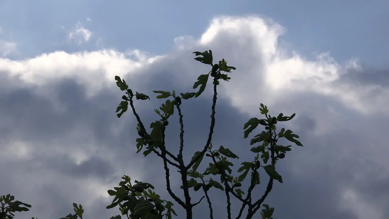 Dramatic Clouds And Fig Tree Leaves In Spring