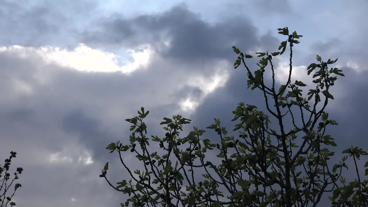 Fig Tree In Spring And Looming Clouds