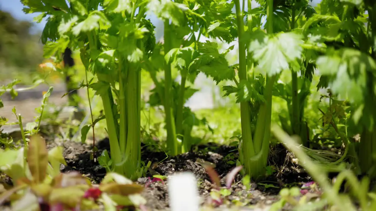 celery soil farmland garden sunny day green spring