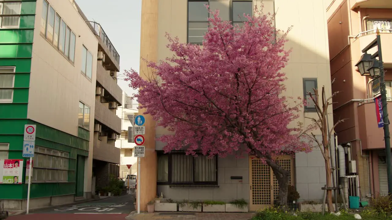 Wide shot of bright pink spring cherry blossoms in Tokyo Japan