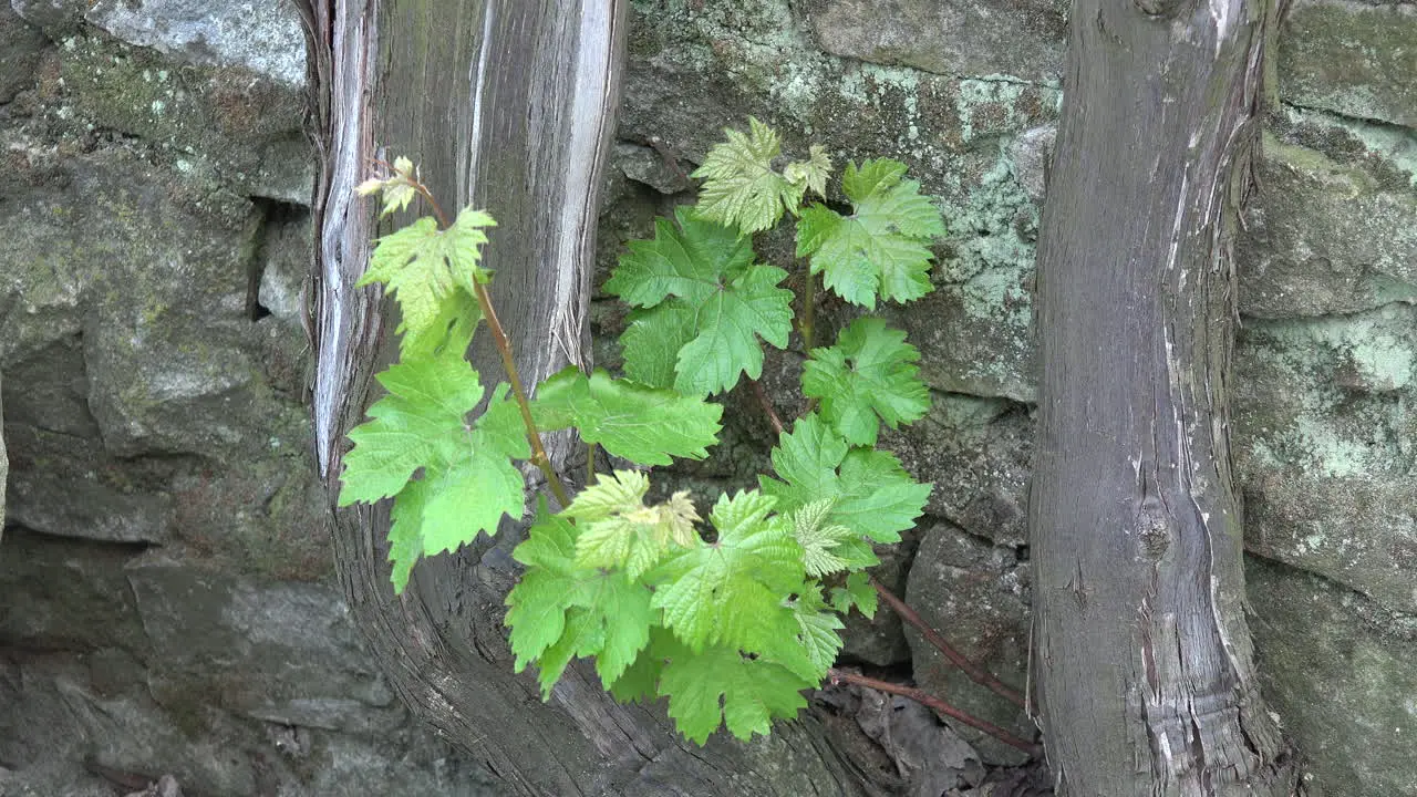 Grape Leaves With Vines And Stones