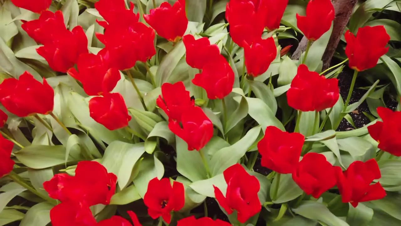 Red tulips in the springtime 
Shot in 4K