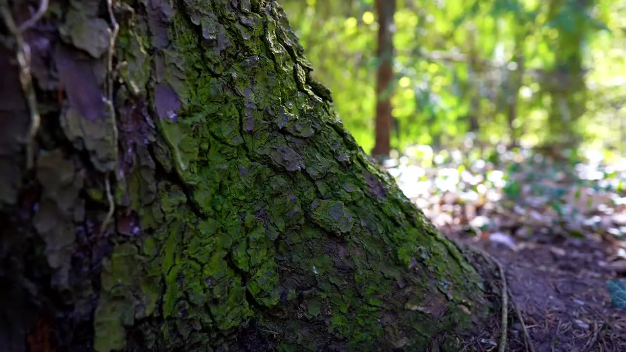 tree trunk overgrown with moss on a spring day