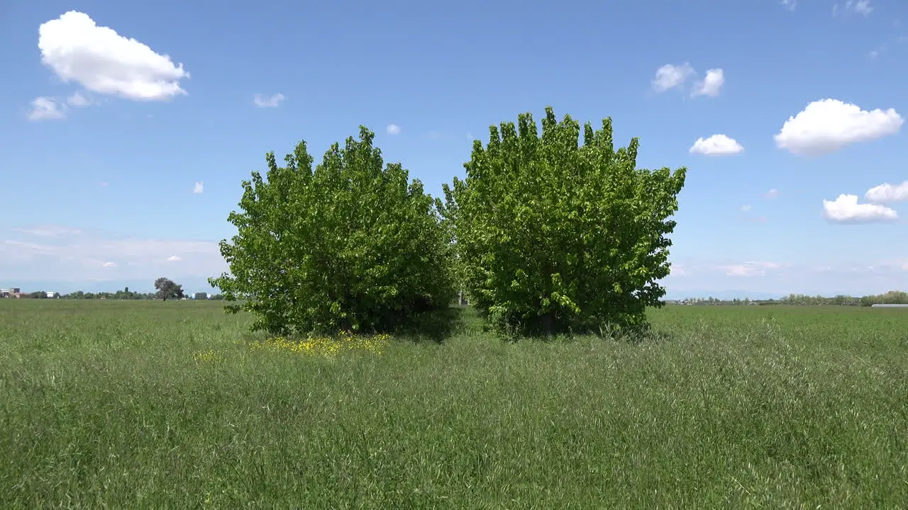 Italy Coastal Plain Zooms Down Row Of Trees