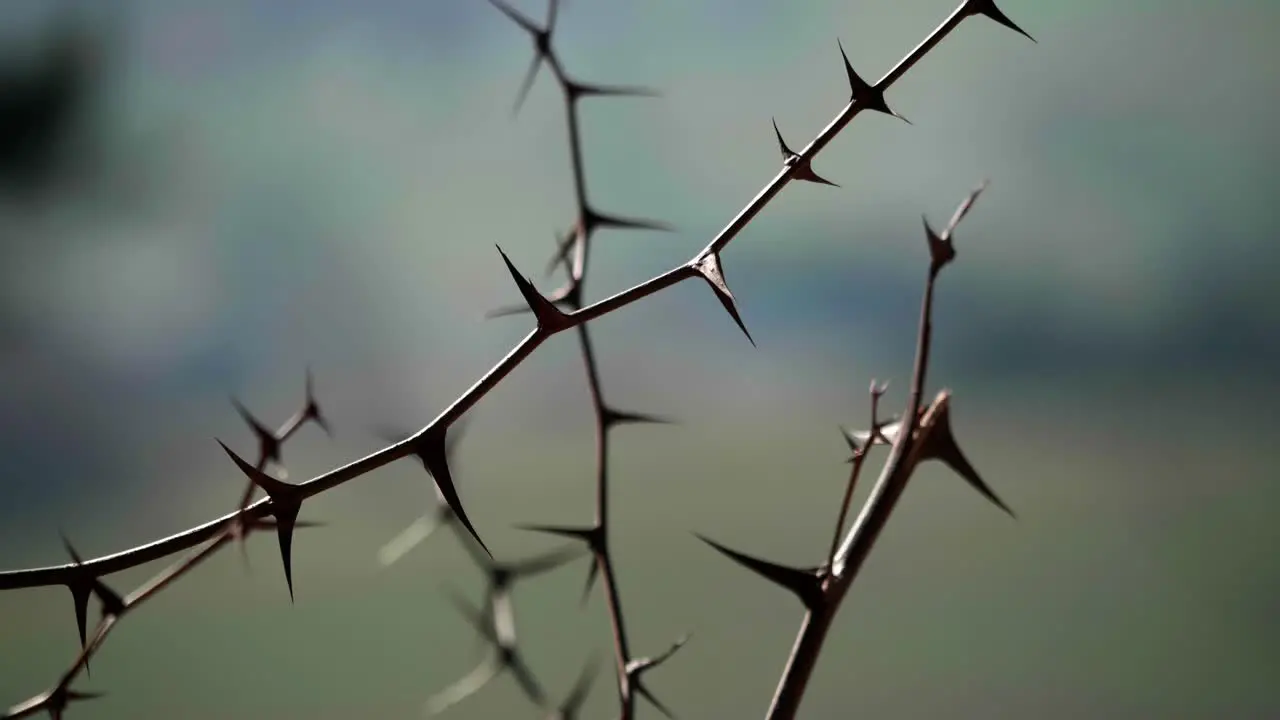 Thorns at the edge of the forest