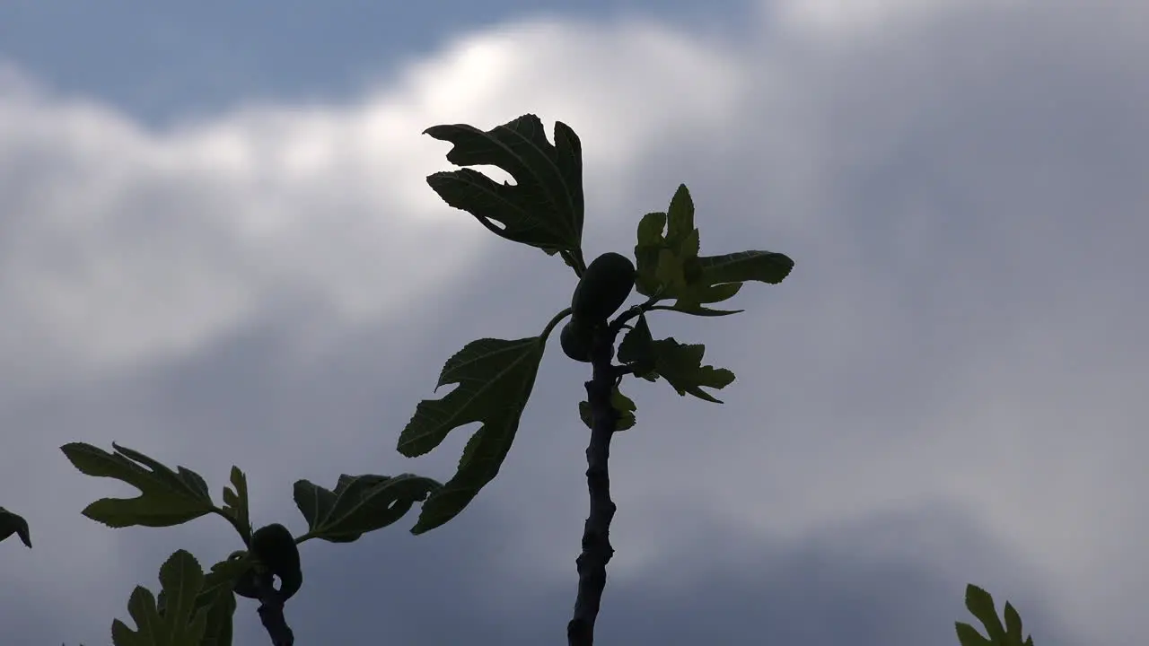 Fig Tree Leaf And Cloud