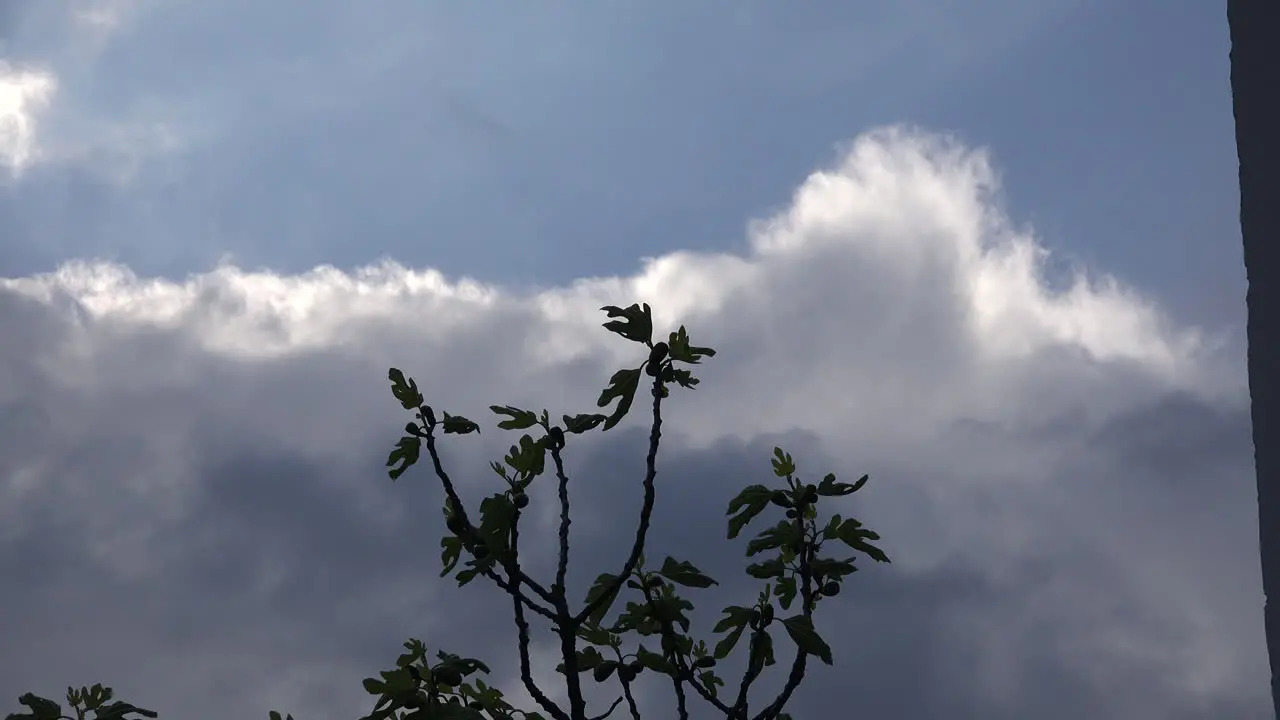 Fig Tree Top And Clouds Zooms In