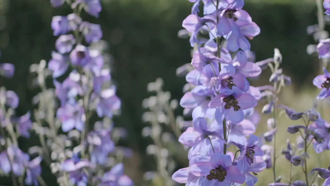 Close up of purple Larkspur flowers