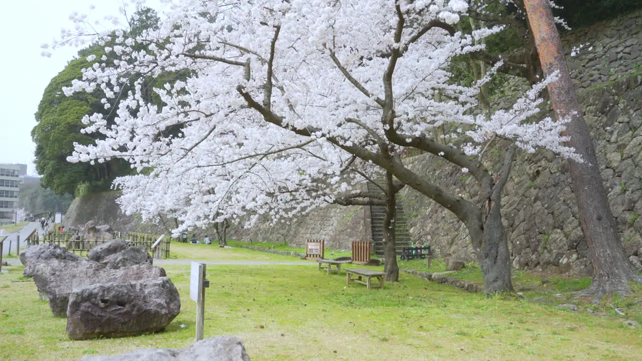 Pale pink petals falling like snow with sakura trees in the background and benches underneath the trees on a green field Kanazawa Japan