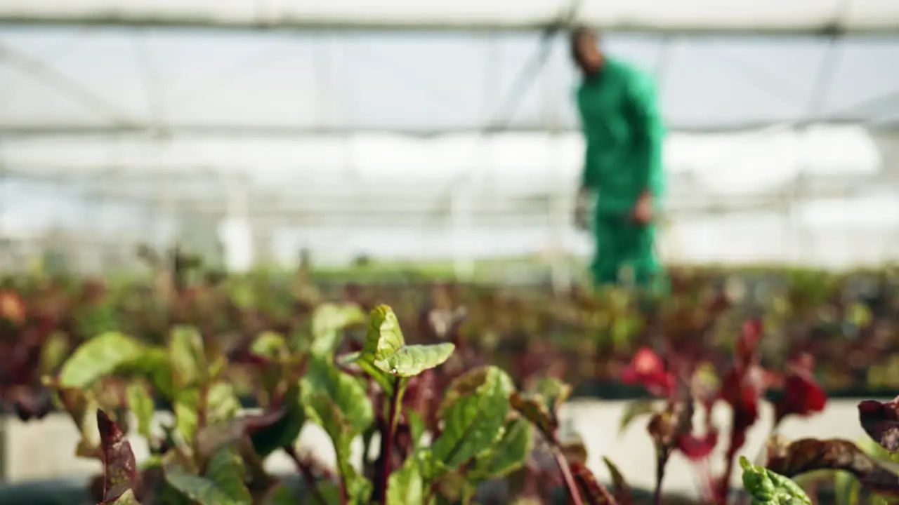 Plant vegetable garden and person with blurred