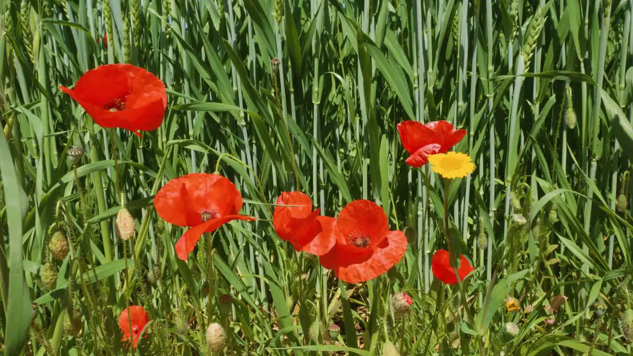 Nature spring field of wild poppies with green crop background