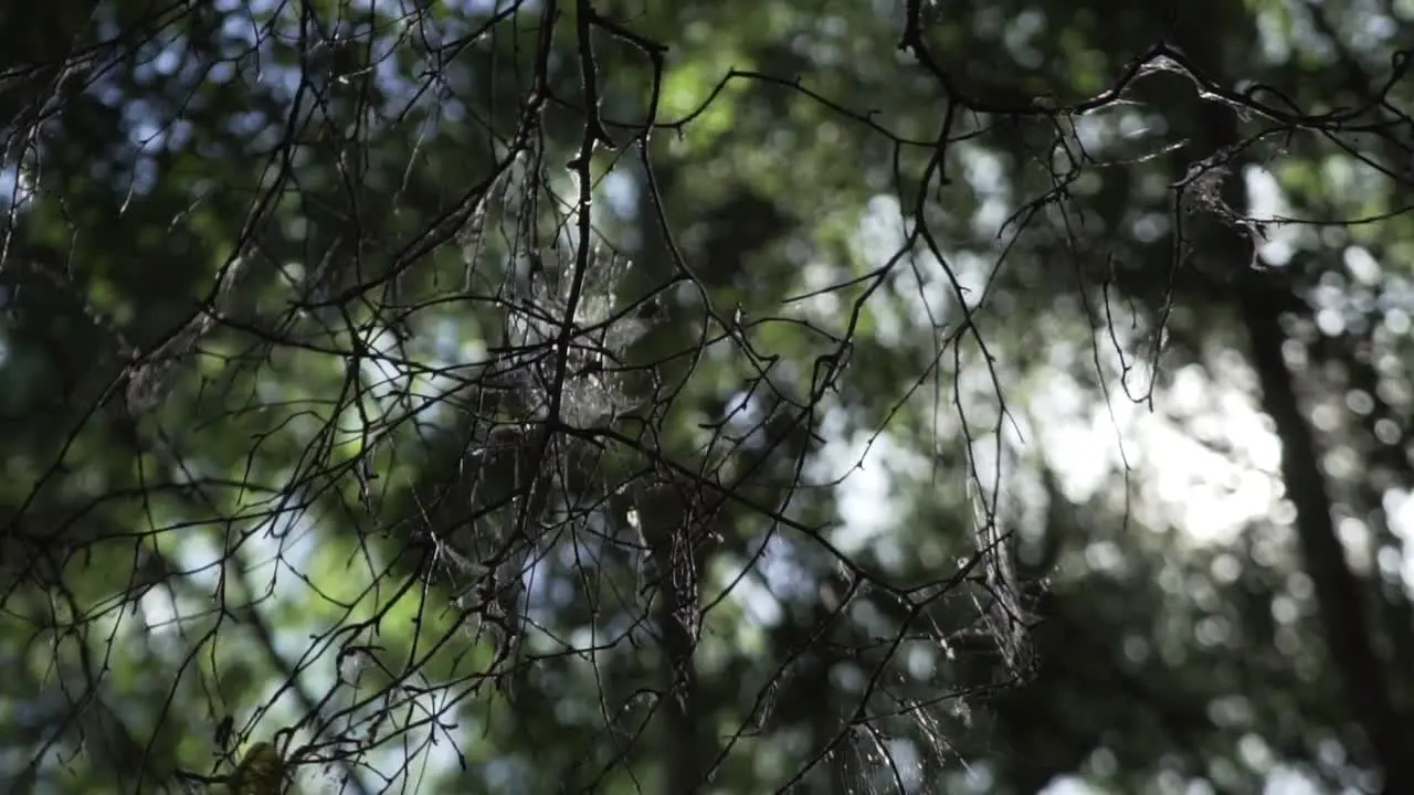 Spiders Web Covered Eerie Branches of an Old Tree