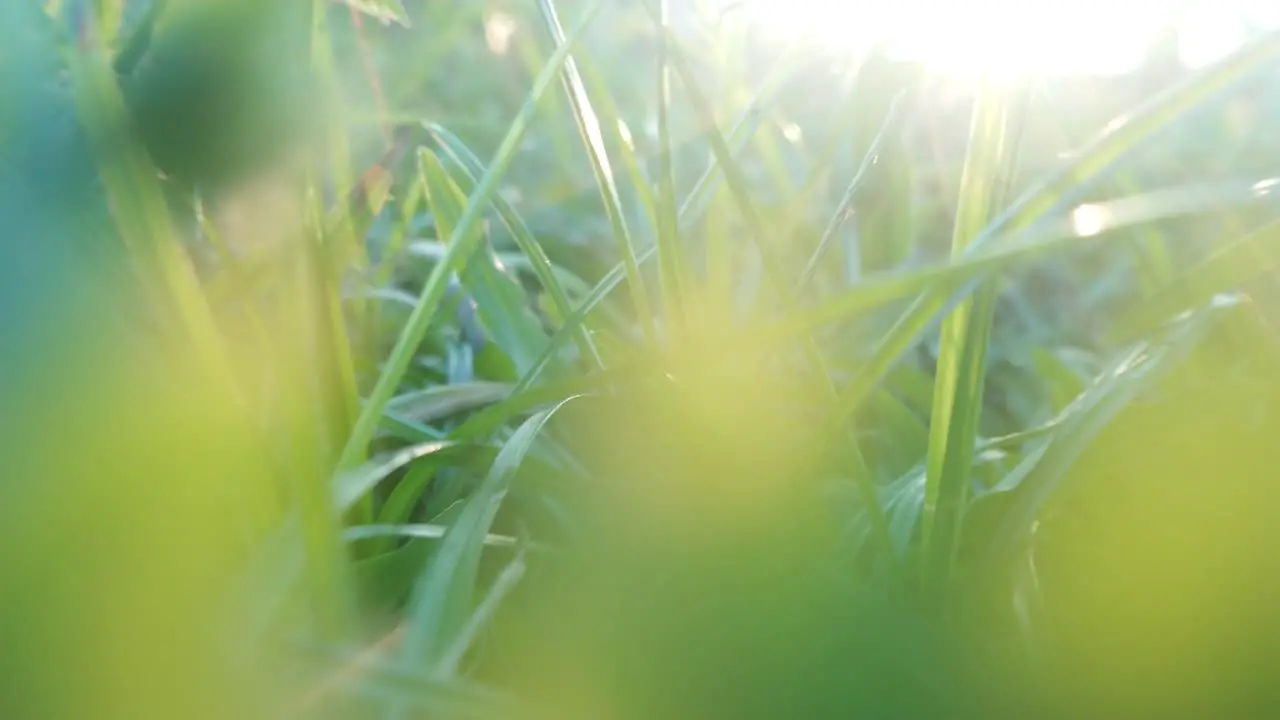 a closeup shot of moving through grass under the twilight