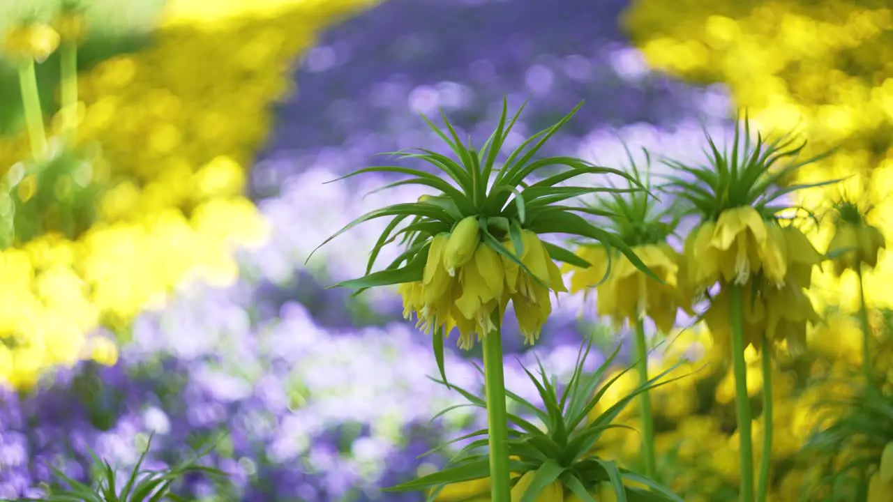 colorful yellow and violette flower field