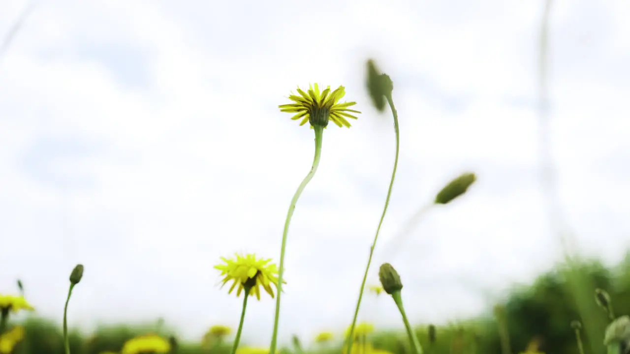 Yellow and green wild flowers in the rural English countryside move gently in the light wind