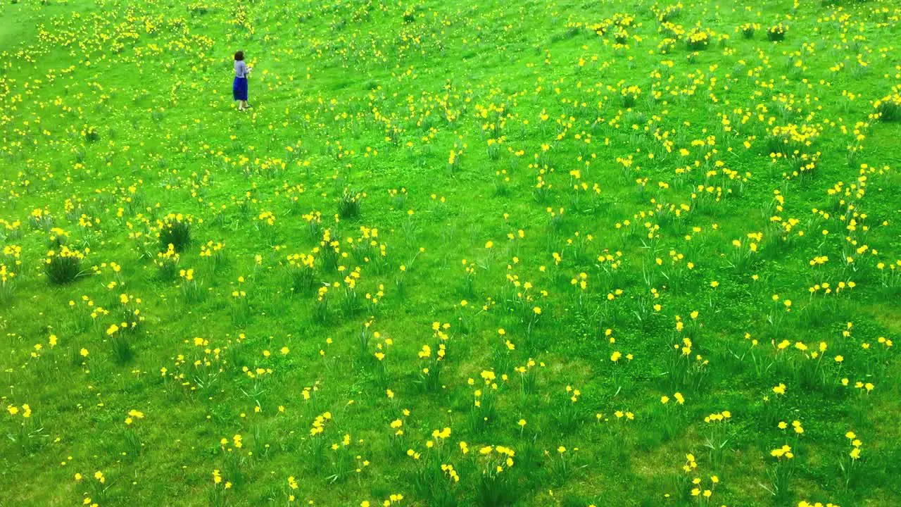 Wide shot of woman walking and picking daffodils in a field in spring time