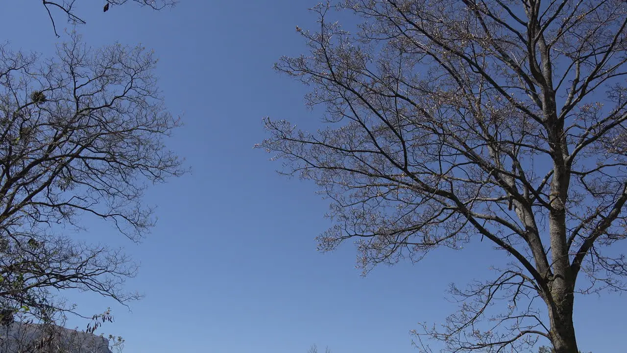 France Blue Sky And Spring Branches Zoom In