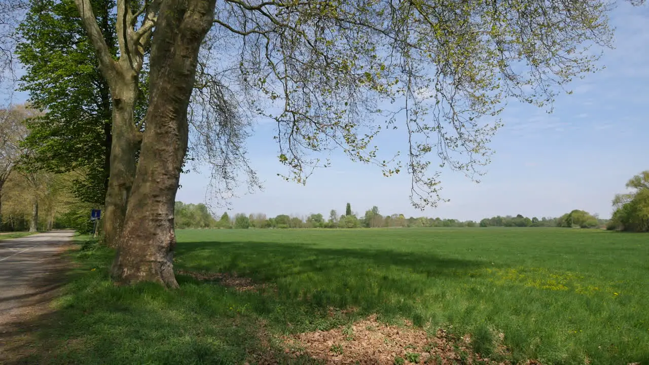 France Spring Tree And Rhine Plain